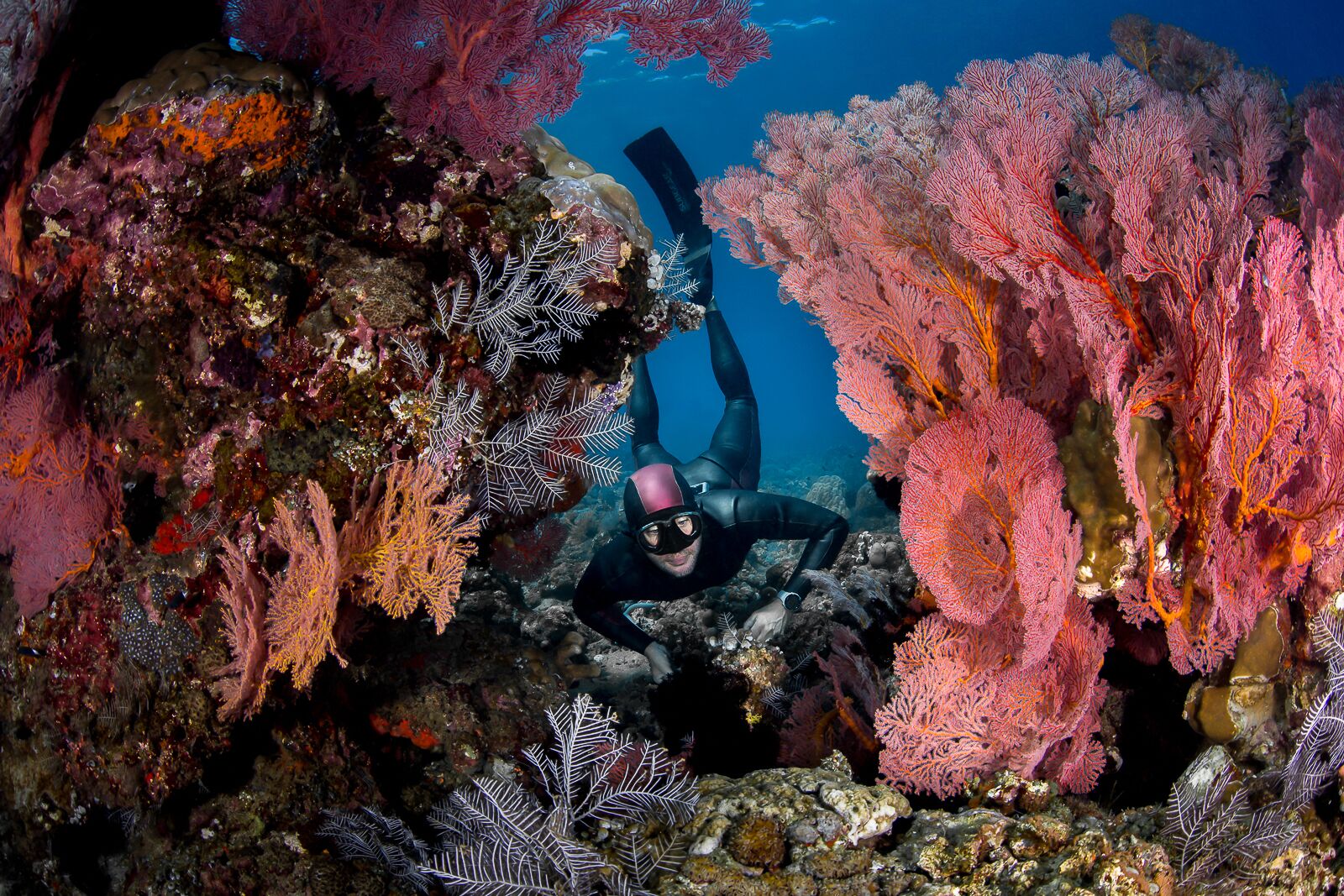 A freediver between coral reefs in Bali