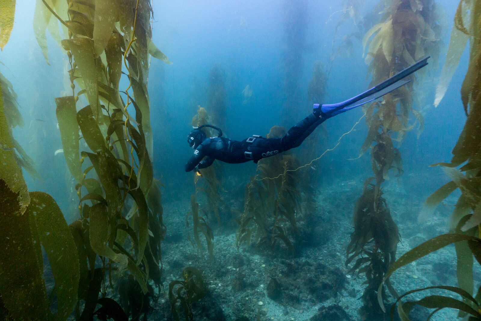 A freediver in a kelp bed in San Diego