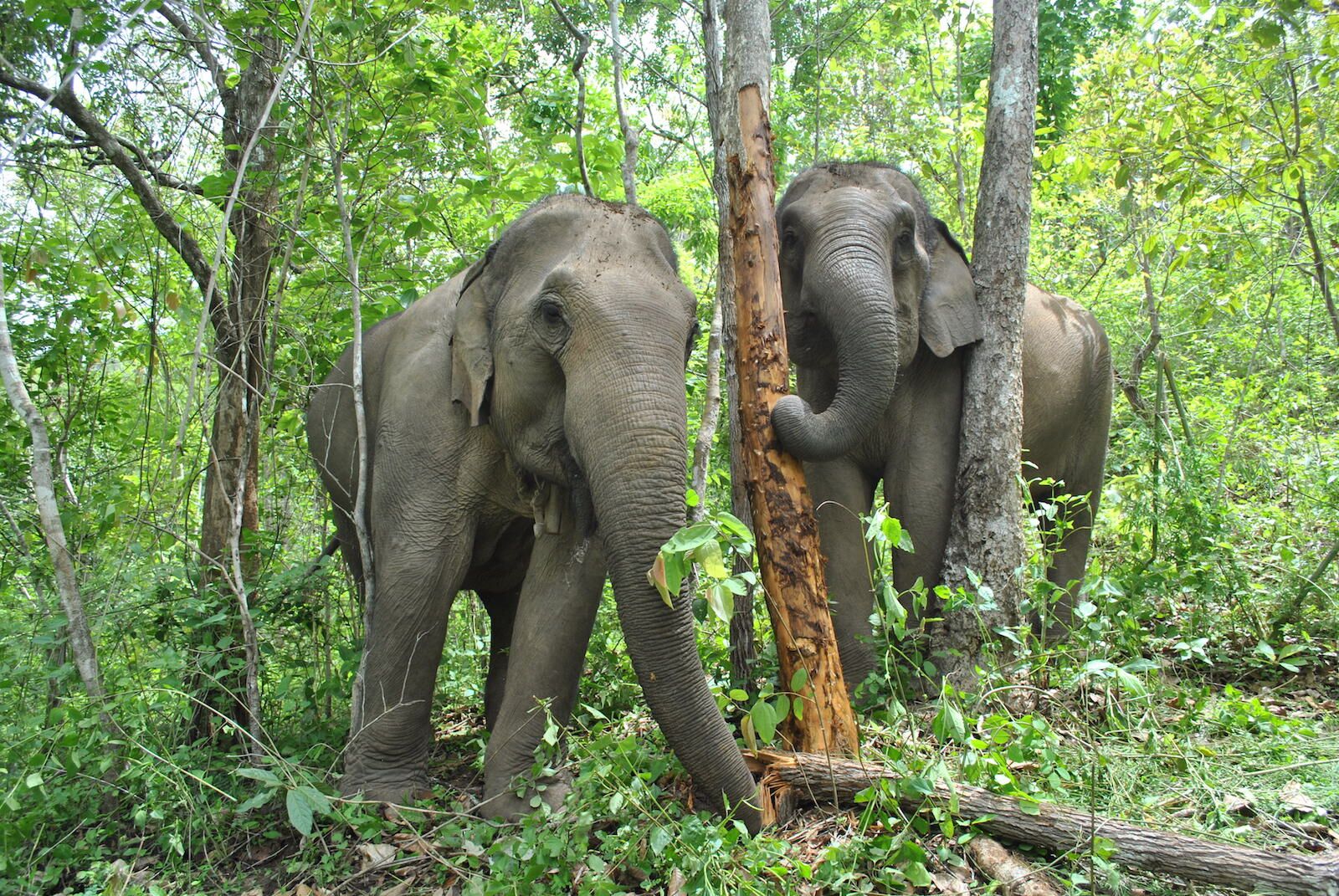 Elephants displaying natural behavior by scratching on trees