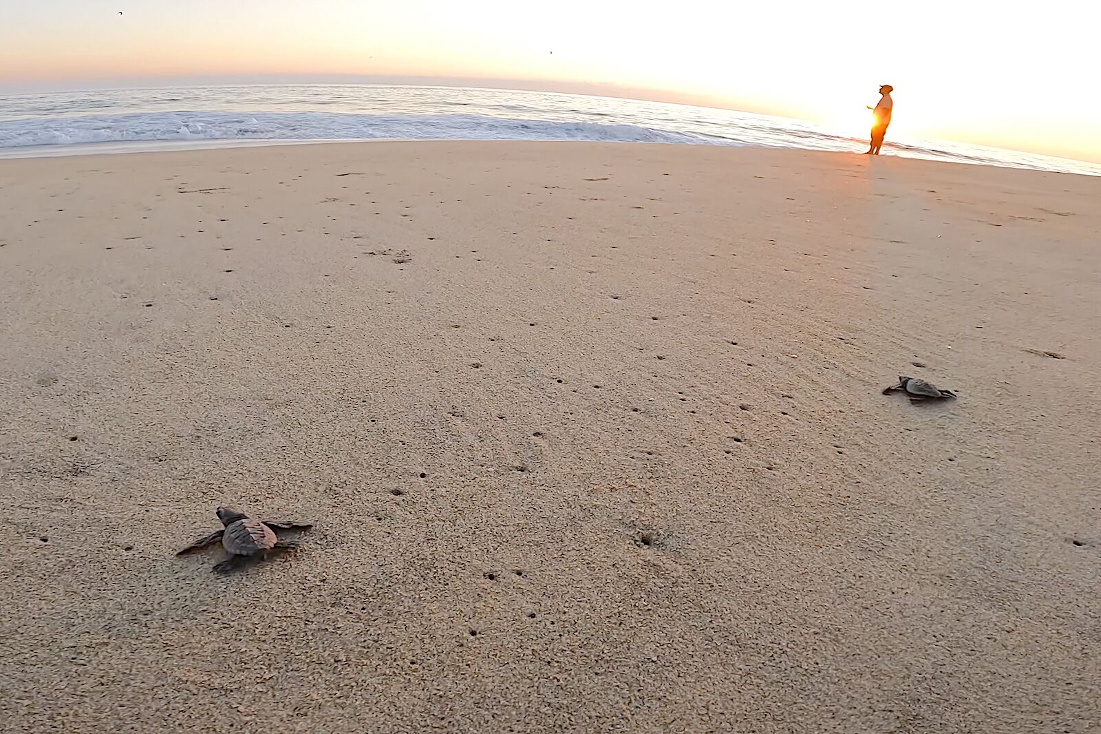 wildlife tourism - baby sea turtles on the sand