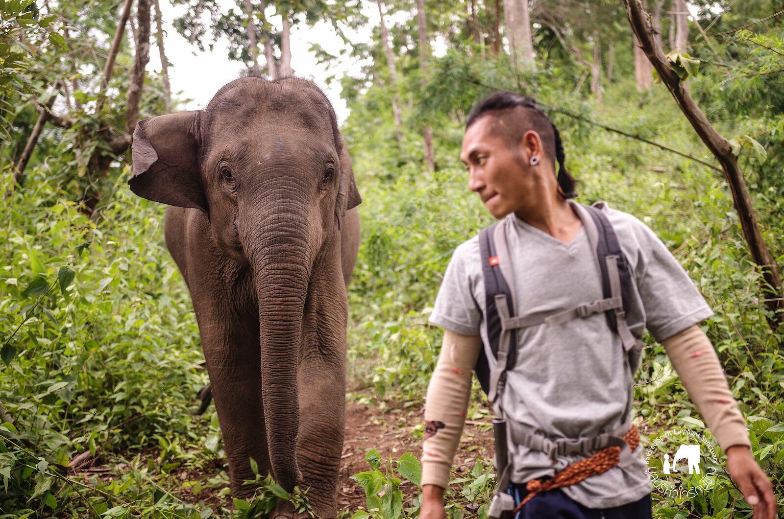 Guy walking with elephant in Thailand jungle