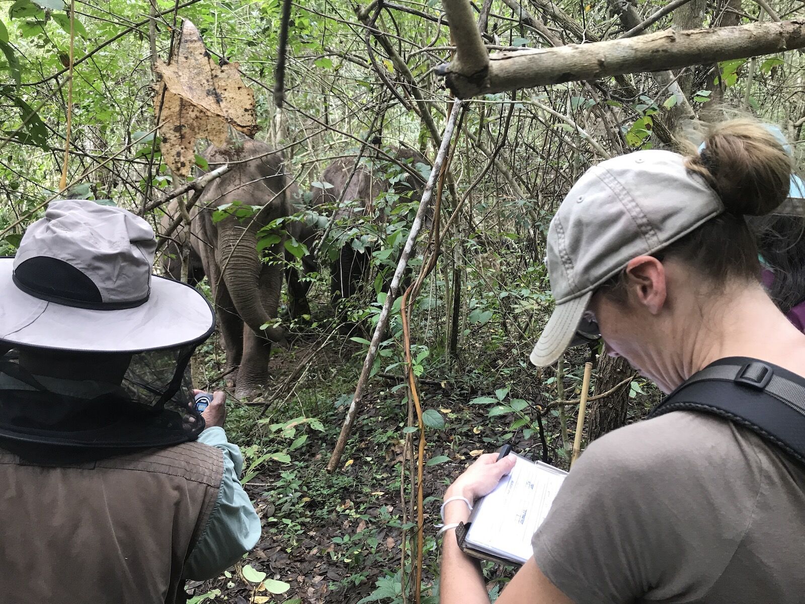 wildlife tourism - two volunteers observing elephants in thailand 
