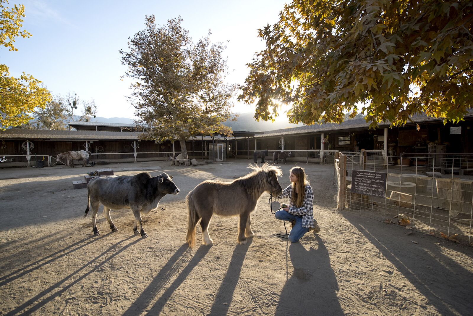 Barnyard and horse at Alisal Ranch