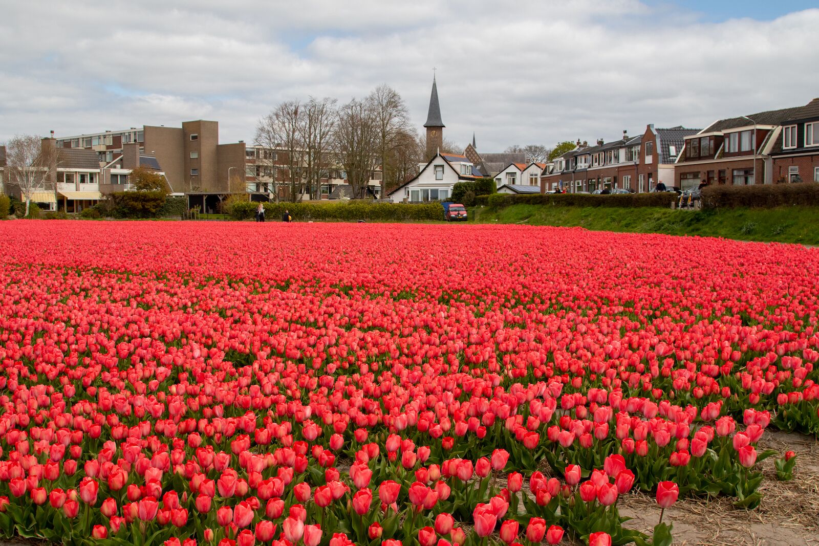 red tulips in hillegom netherlands