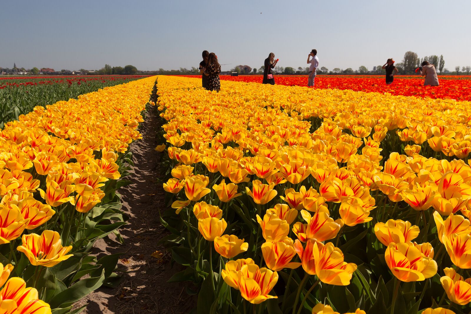 pick your own tulips in netherlands