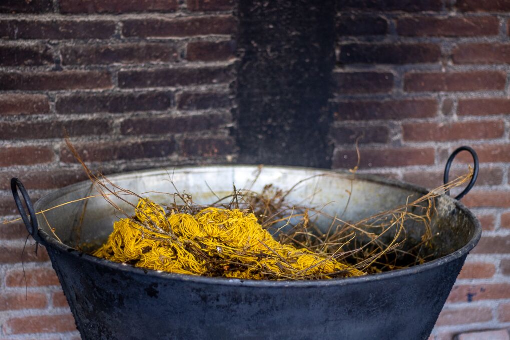 wild tarragon is used to dye fabric yellow for the making of Zapotec weavings