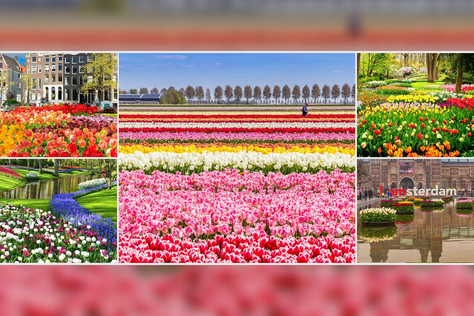 Your Photo-Filled Guide to Seeing the Best Tulips in and Around Amsterdam This Season