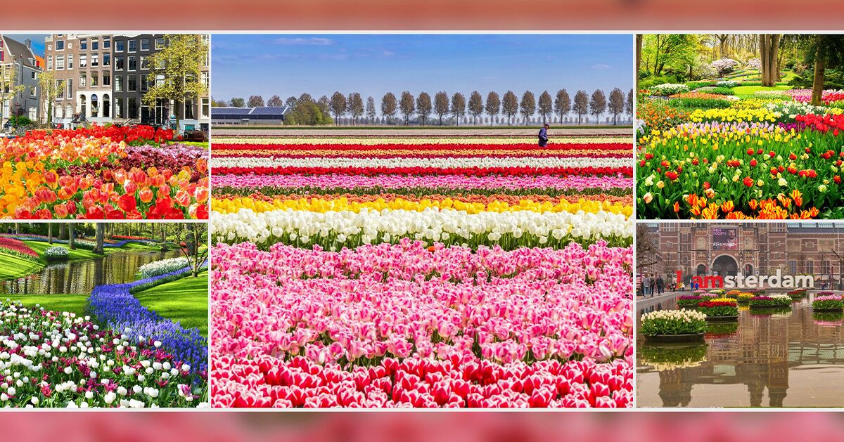 Your Photo-Filled Guide to Seeing the Best Tulips in and Around Amsterdam This Season