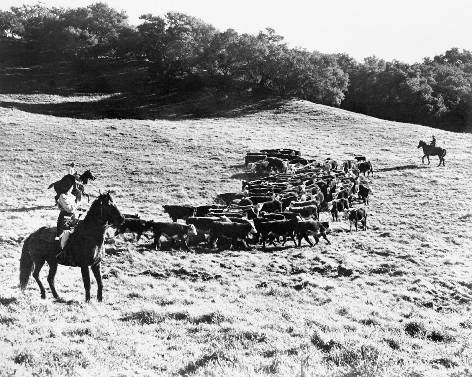 Historical photo of the Alisal California dude ranch with cows and cowboys