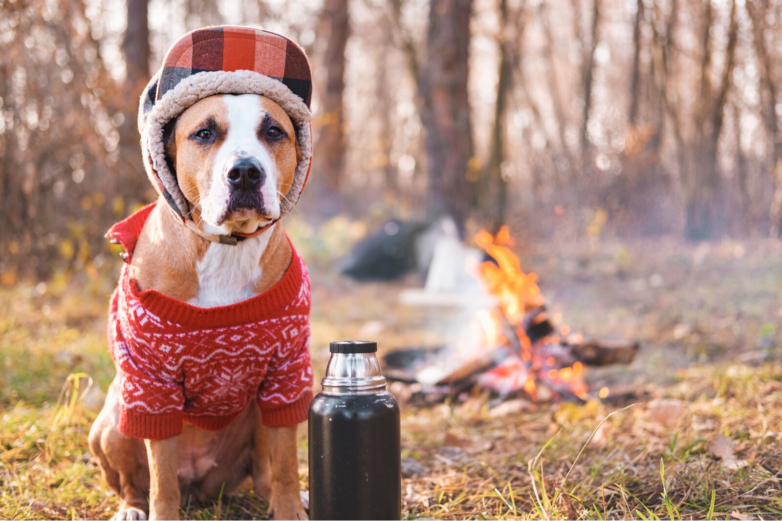 camping etiquette dog by fire