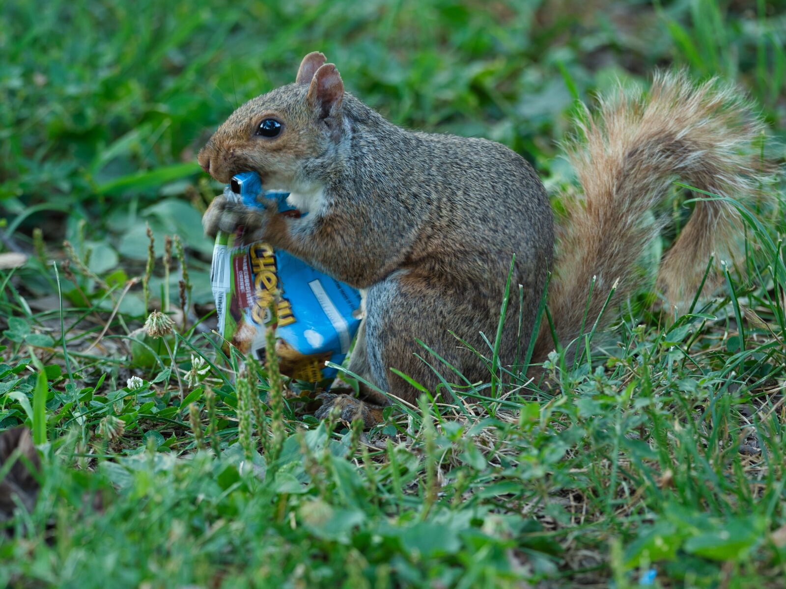 squirrel eating food trash