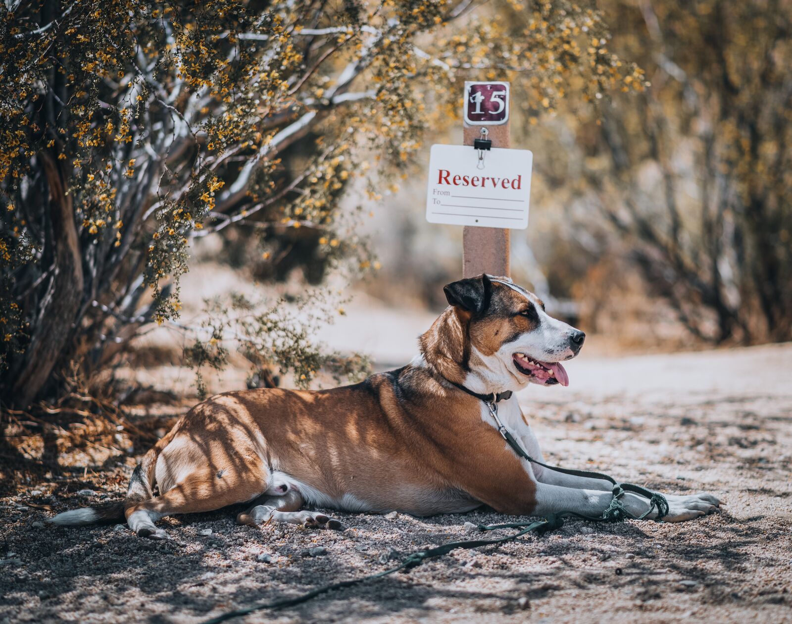 Dog at a reserved camping sign