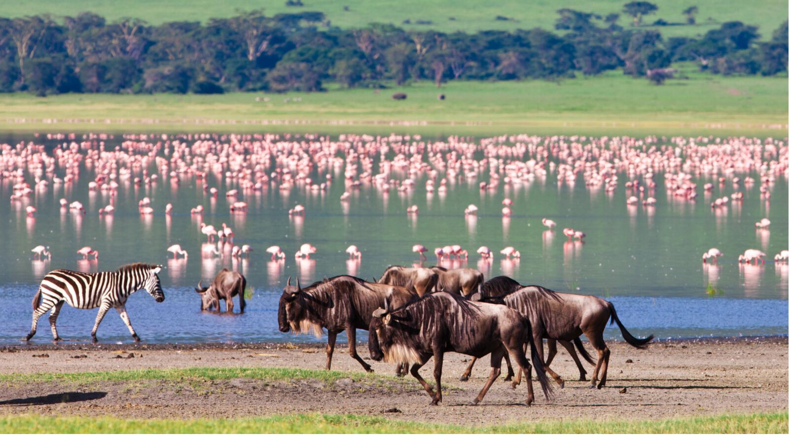 Wildebeast and flamingos at crater