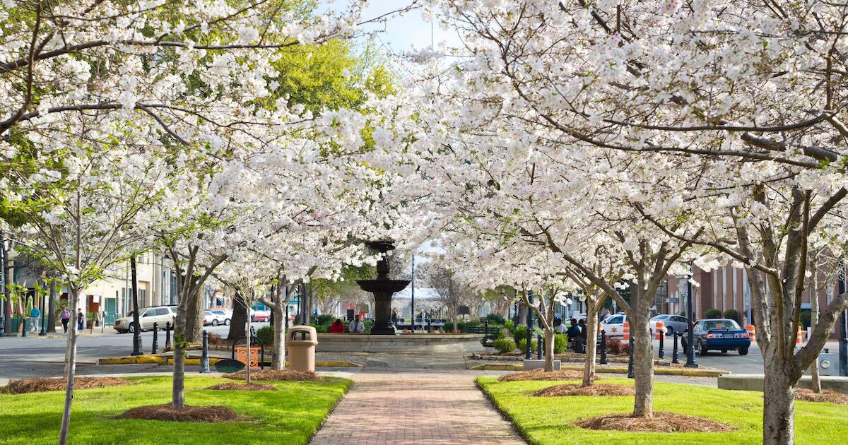 Is Belleville really the 'Cherry Blossom Capital?