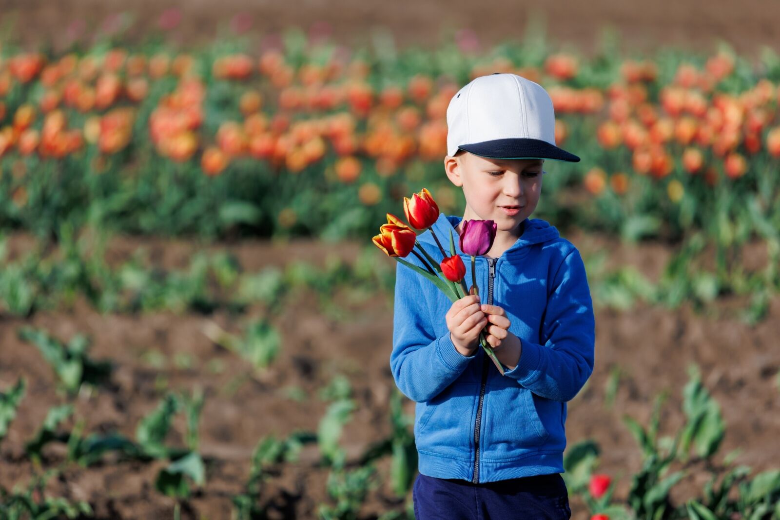 Cute little kid boy picking fresh blooming tulips flowers at self-service dutch agricultural field on sunny spring day.