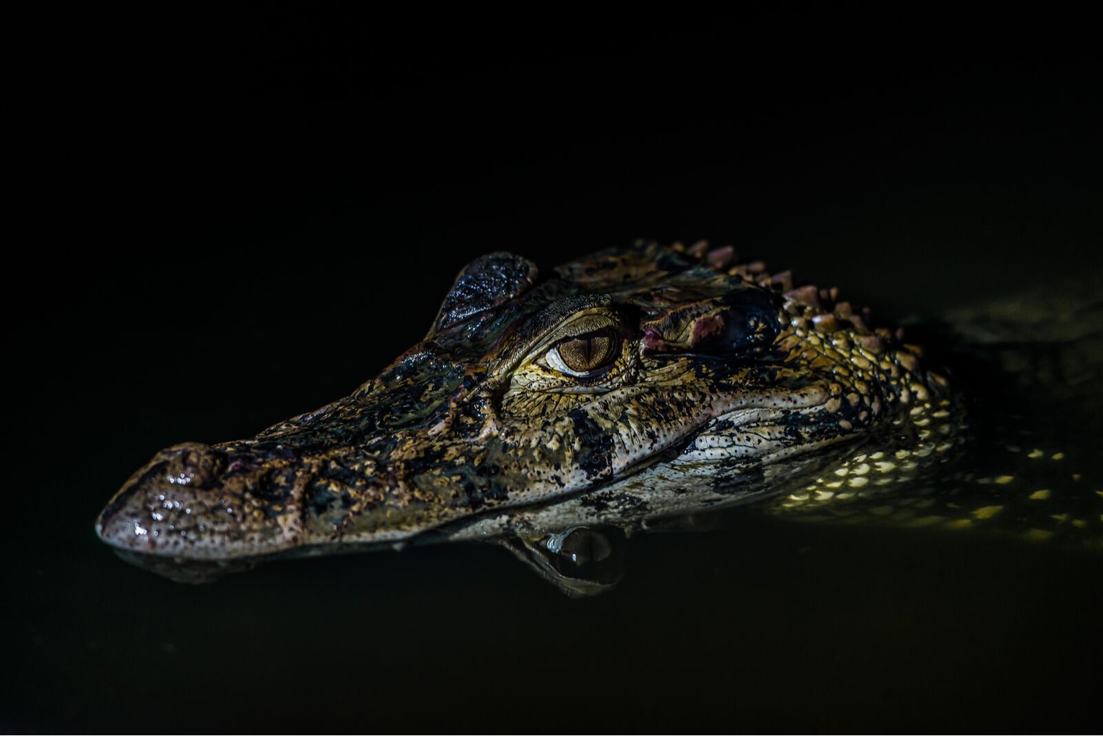 Black caiman at night in the Amazon