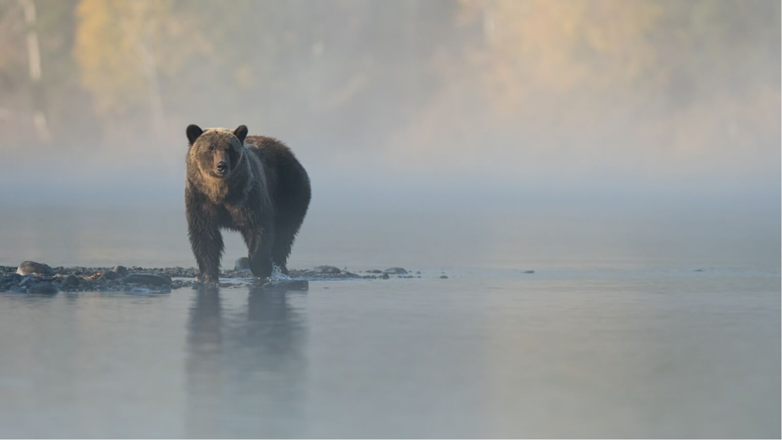 Grizzly Bear in british columbia