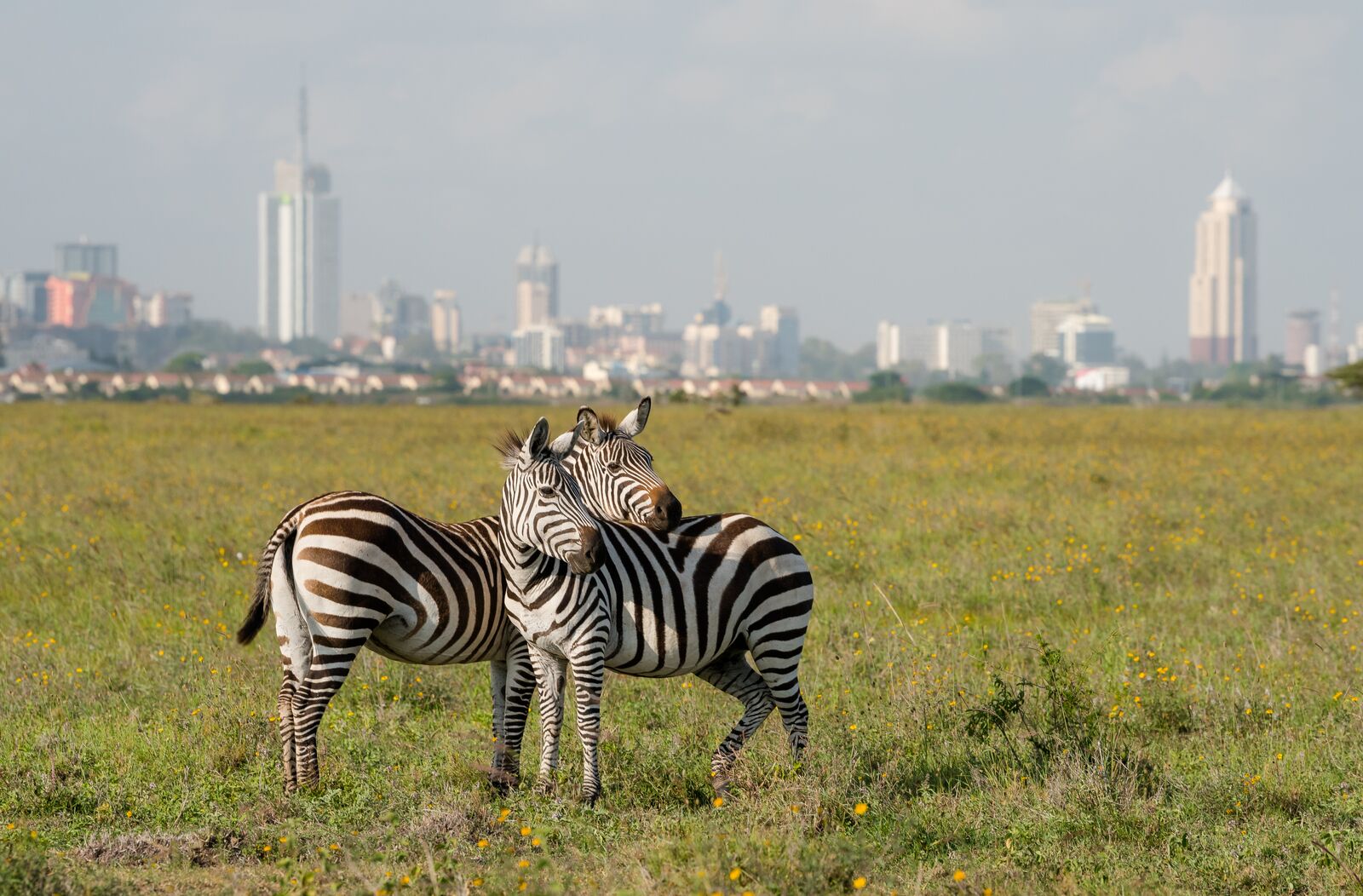 Zebras in Nairobi national park with Nairoby city in the background. Zebra puts head on back of other zebra in Nairobi, Kenya.
