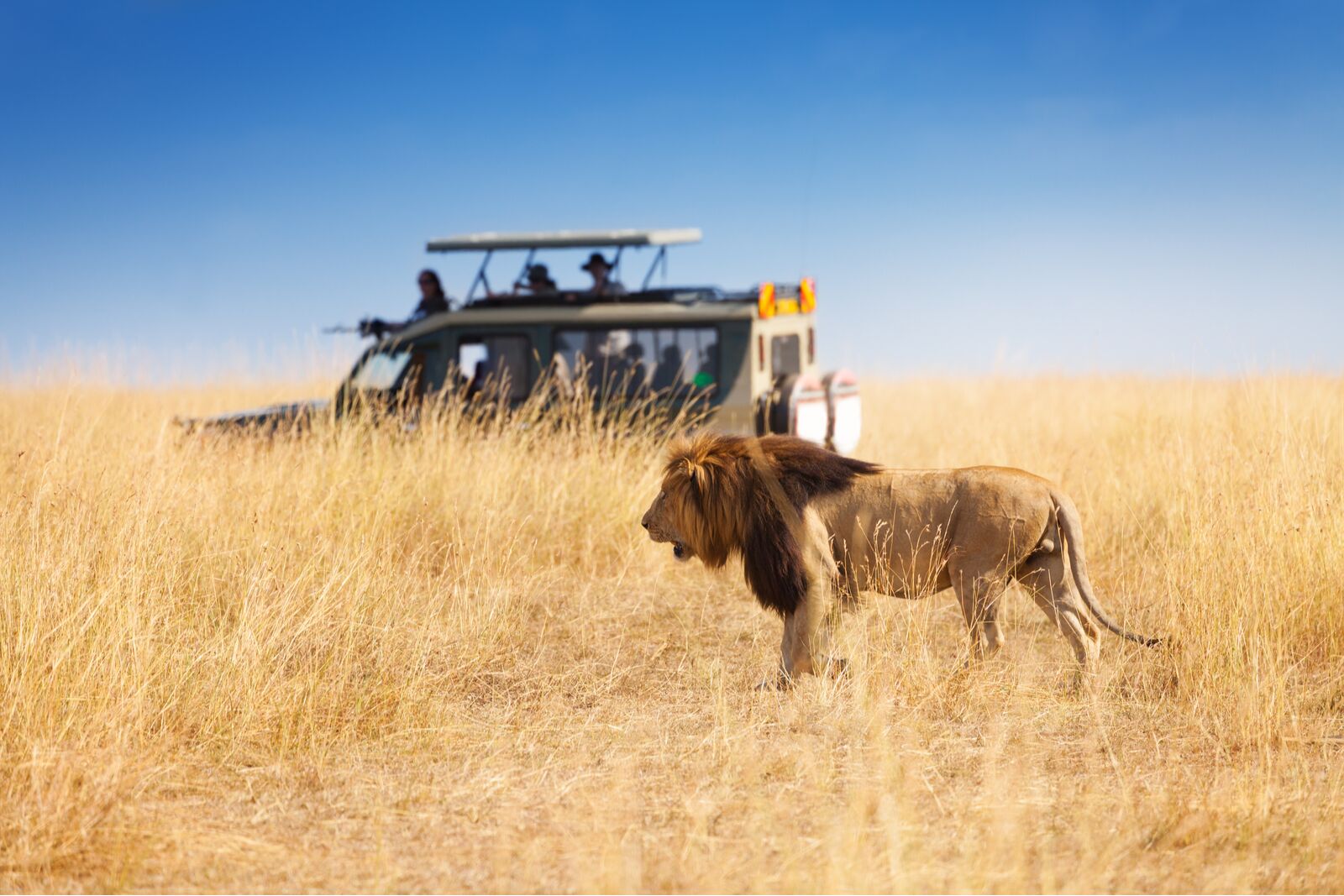 Lion and safari vehicle 