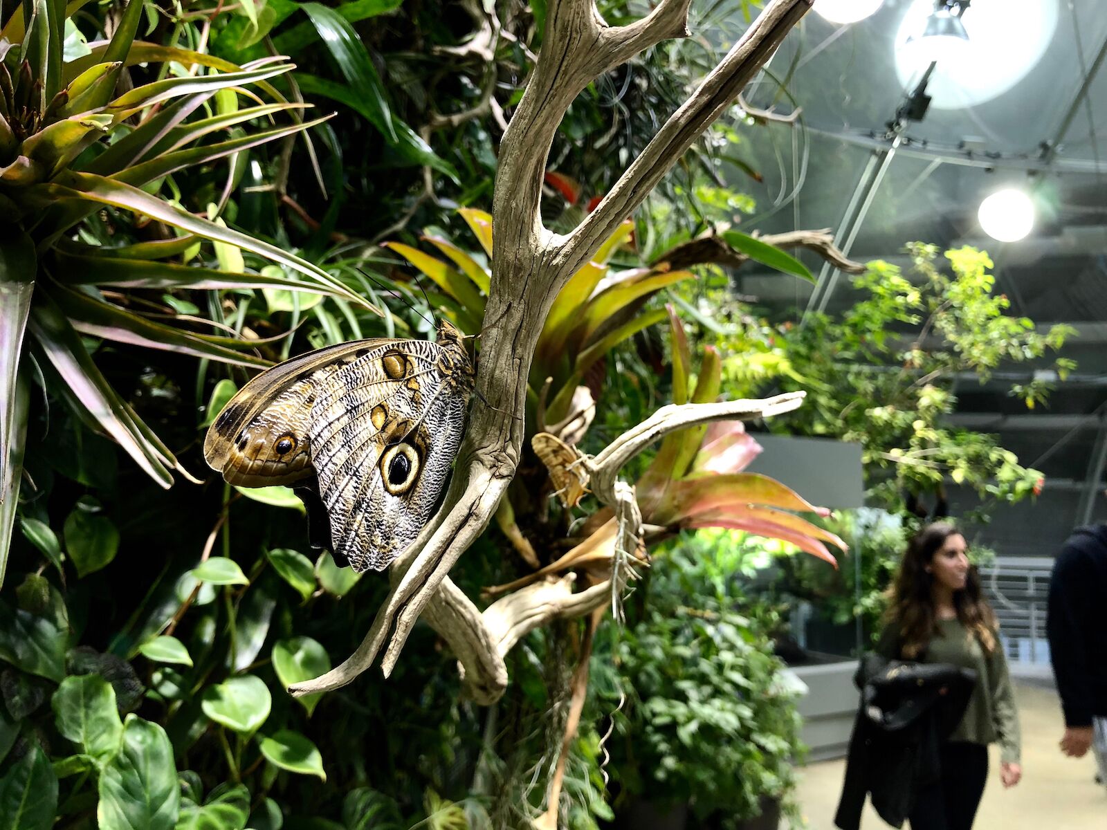 Butterfly exhibit at the California Science Center