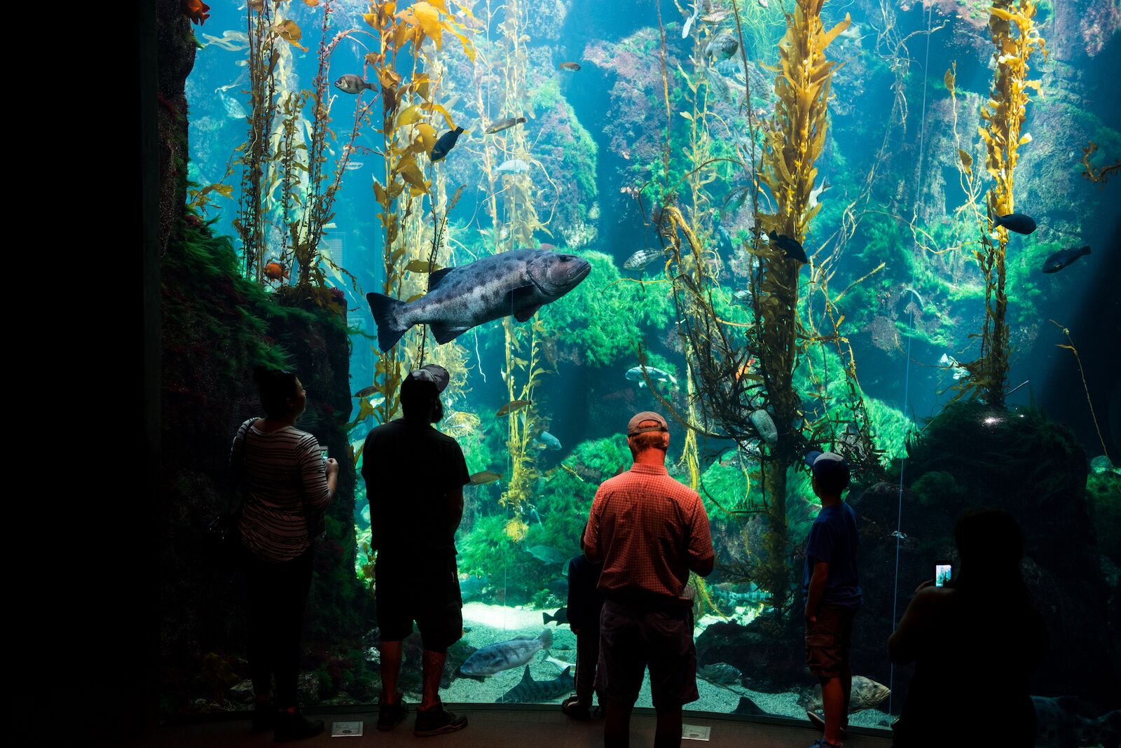 Kelp forest at the California Science Center