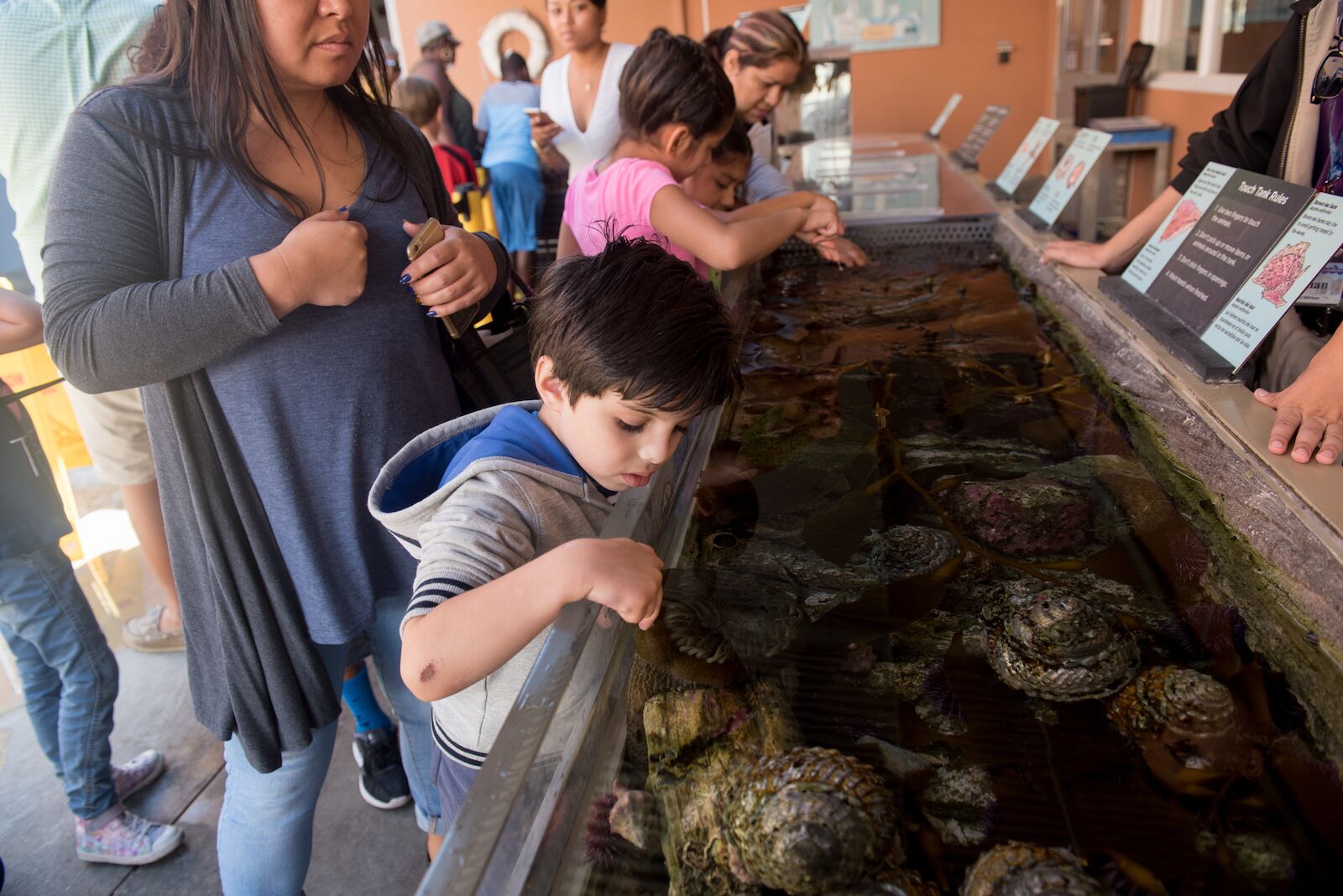 Children looking at the display of marine wildlife at the Rocky Shore exhibit of the California Science Center