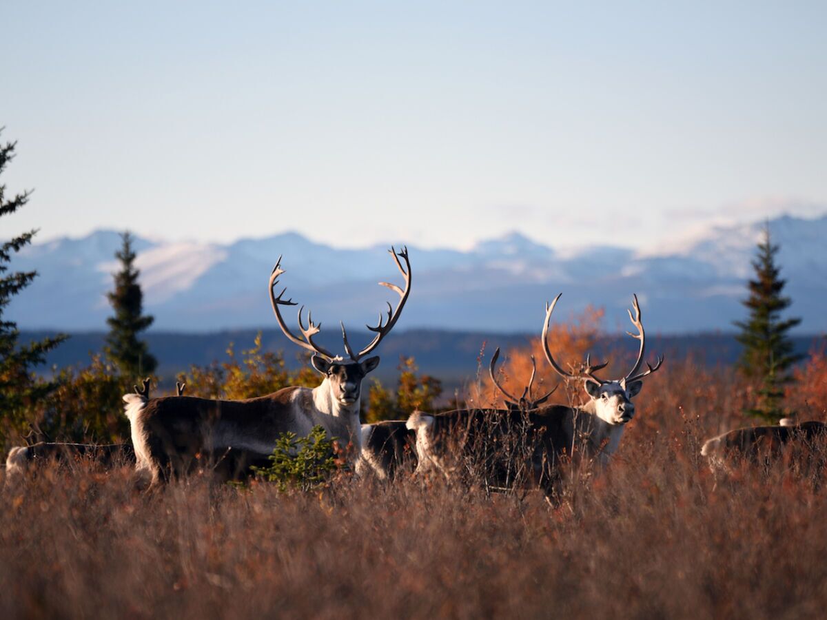 Guide to the Alaska Arctic Circle, From Someone Who Did It