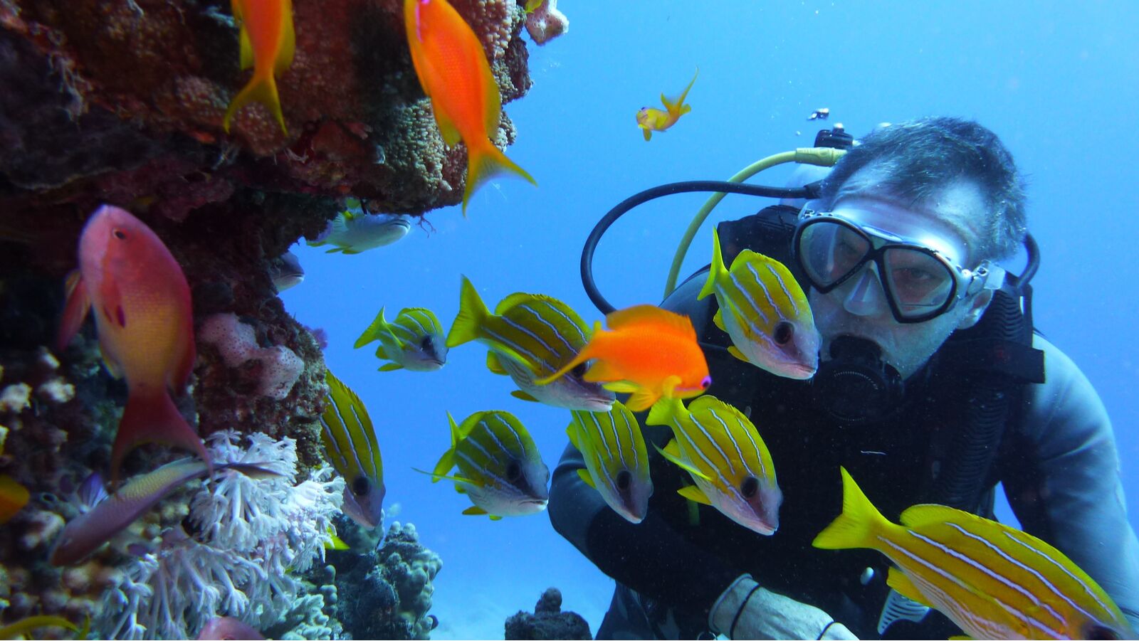 diver doing a reef survey
