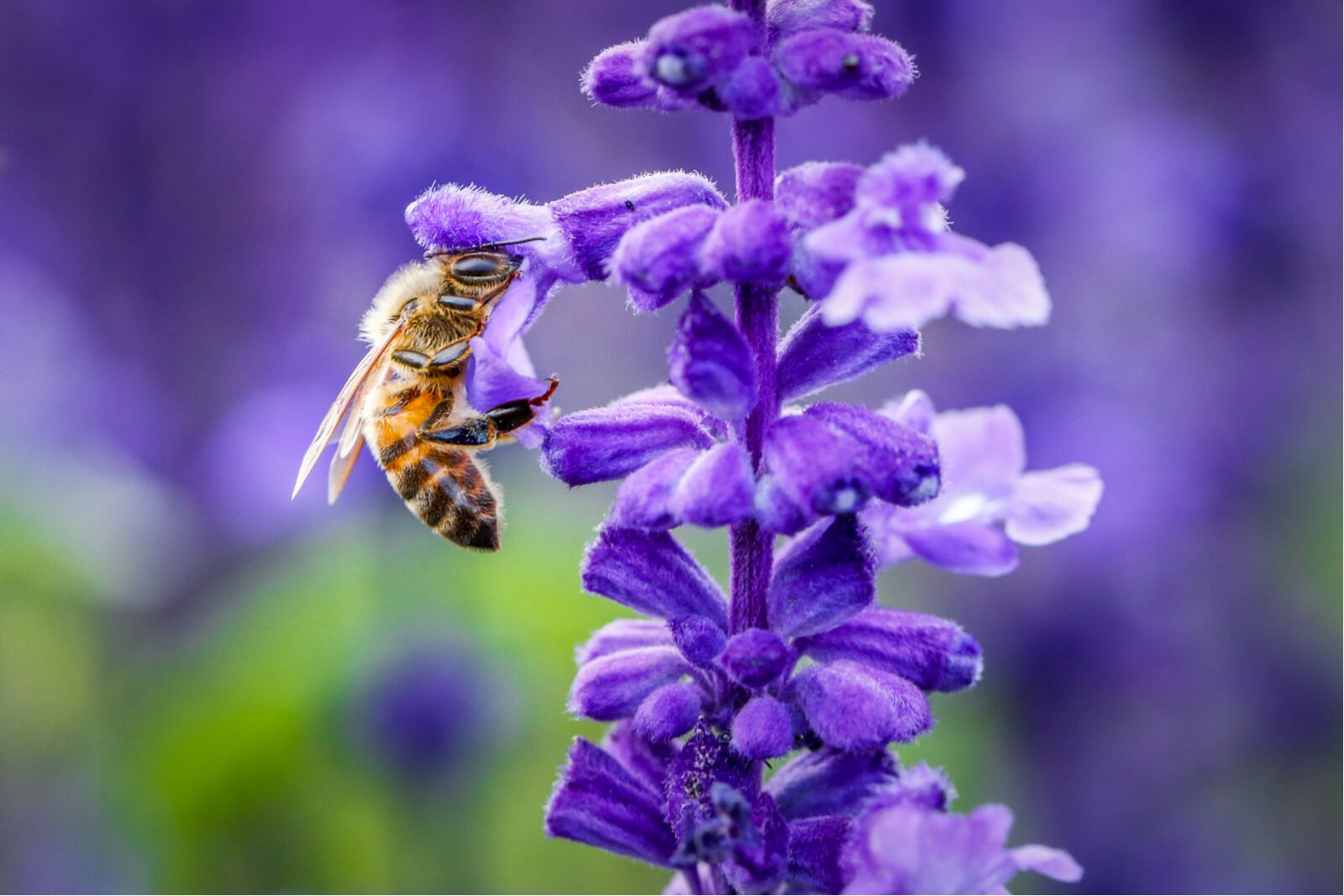 biodiveristy - bee on flower