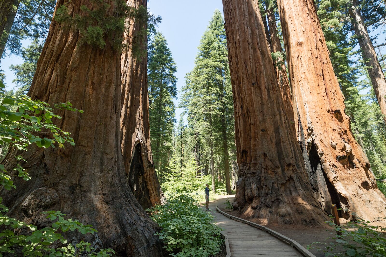 calaveras-tallest-trees-in-california