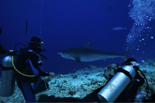 scuba diving with sharks