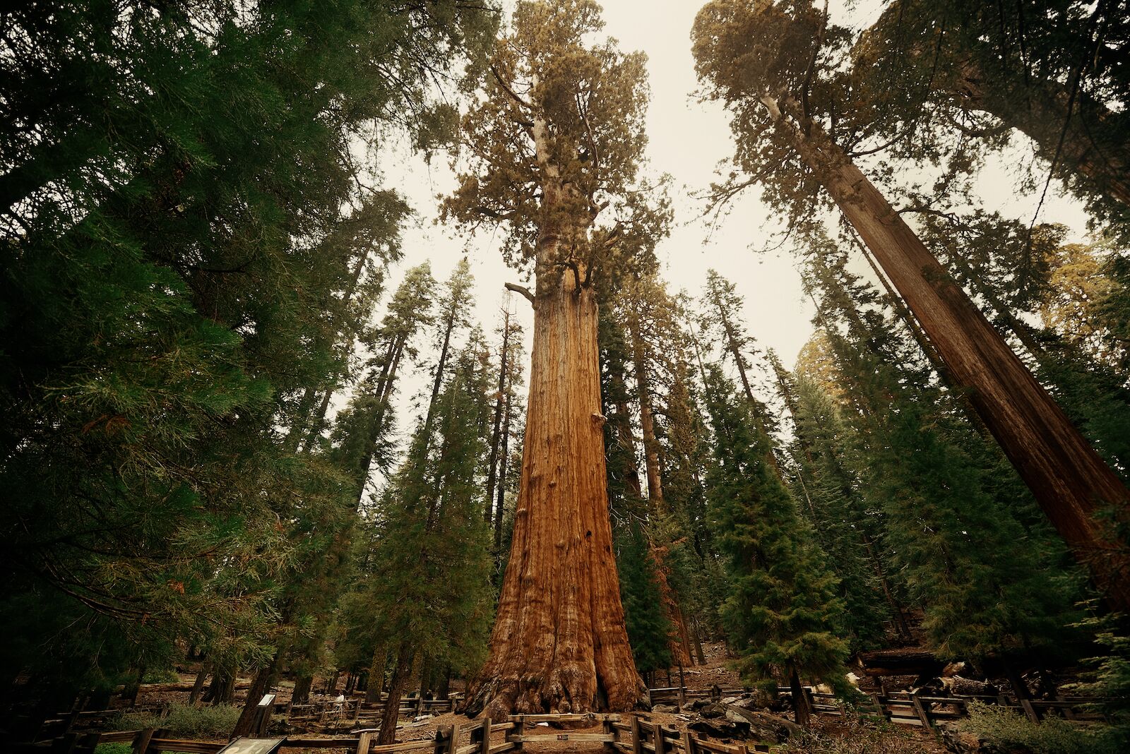 general-sherman-tallest-trees-in-california