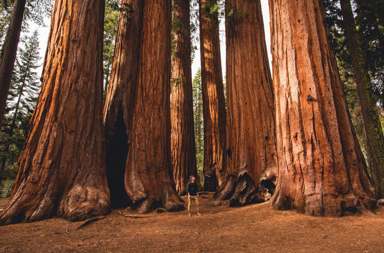 Hiker Below Giant Trees Tallest Trees In California 