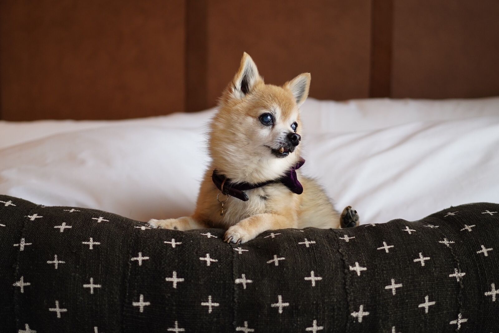 small dog on hotel bed at kinship landing