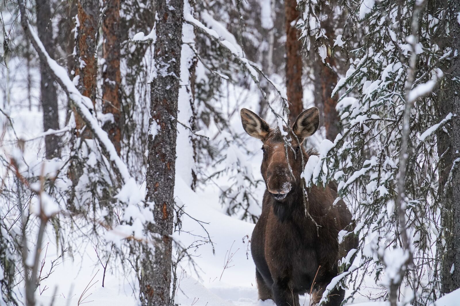 landscape photography tips - moose 