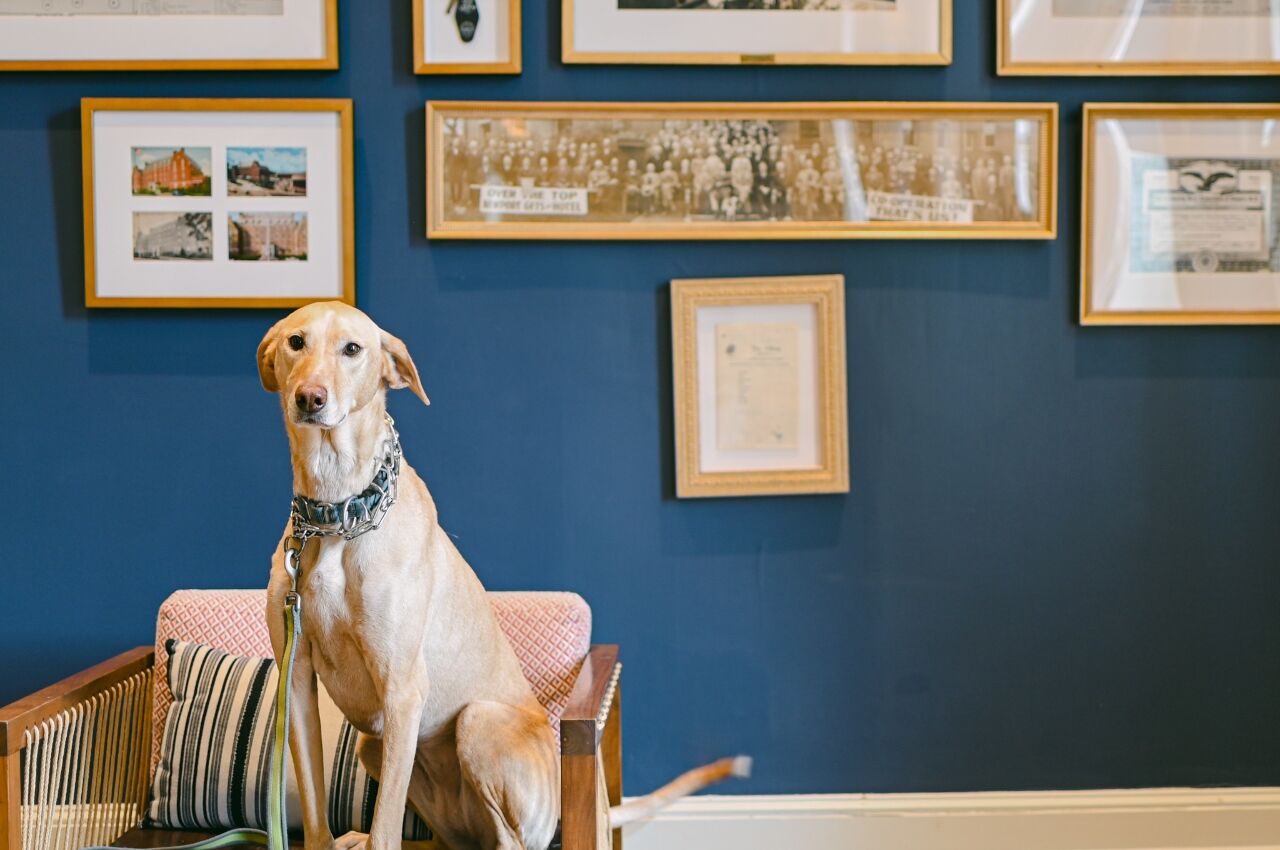 Golden dog sits at Hotel Viking with blue wallpaper and pictures in background