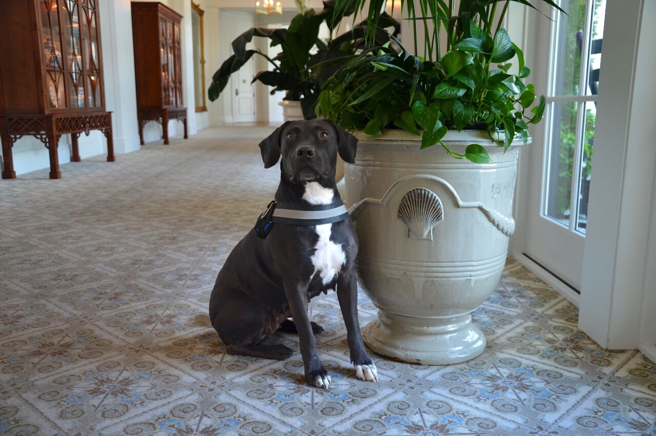 Proud dog sits in from of plant in one of the best pet friendly hotels Montage Palmetto Bluff