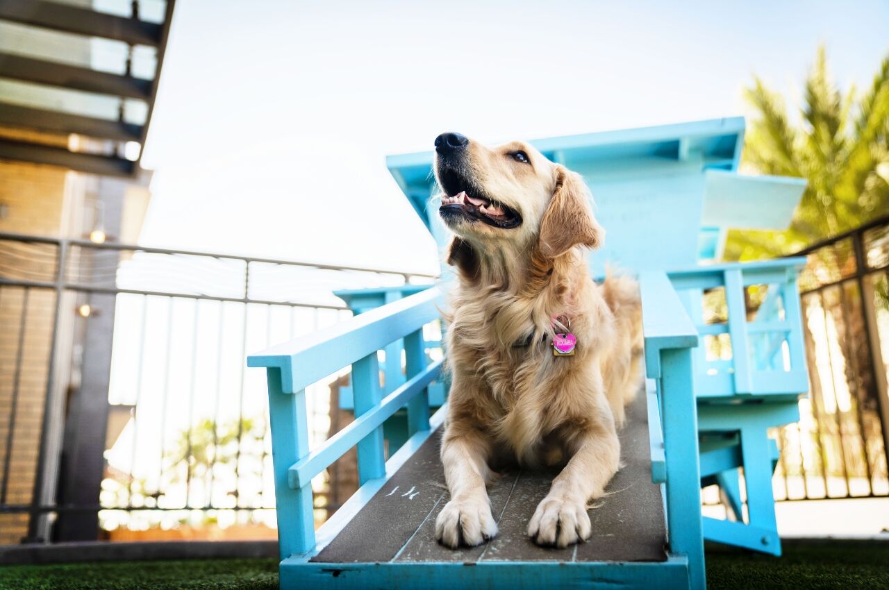 Golden retriever on walkway at Pesea hotel in the US 