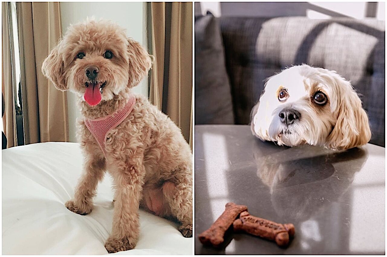 Collage of two dogs staying at dog friendly hotel, The Rosewood Hotel 