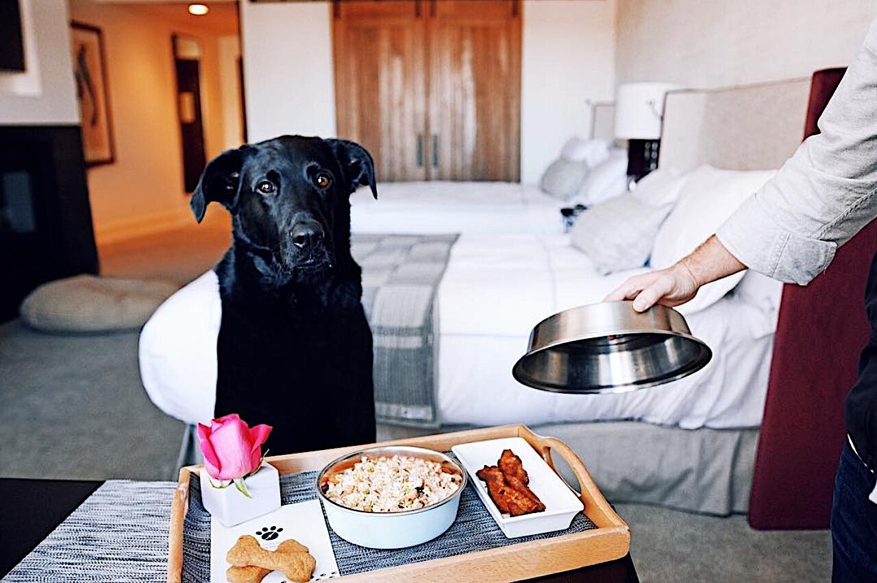 Black dog sits in front of room service tray at The Little Nell pet friendly hotel 
