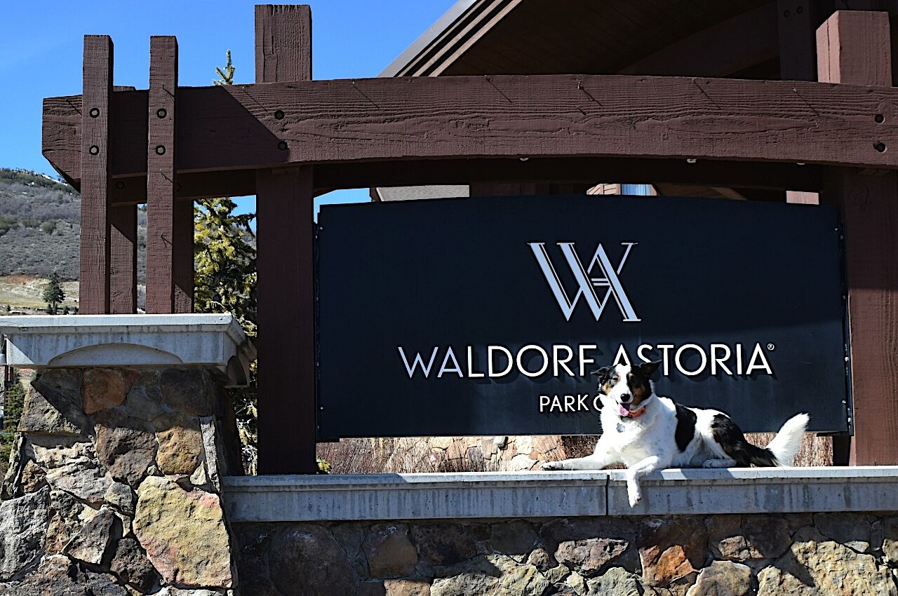 Dog sits in front of sign at The Waldorf Astoria one of the best pet friendly hotels in the US 
