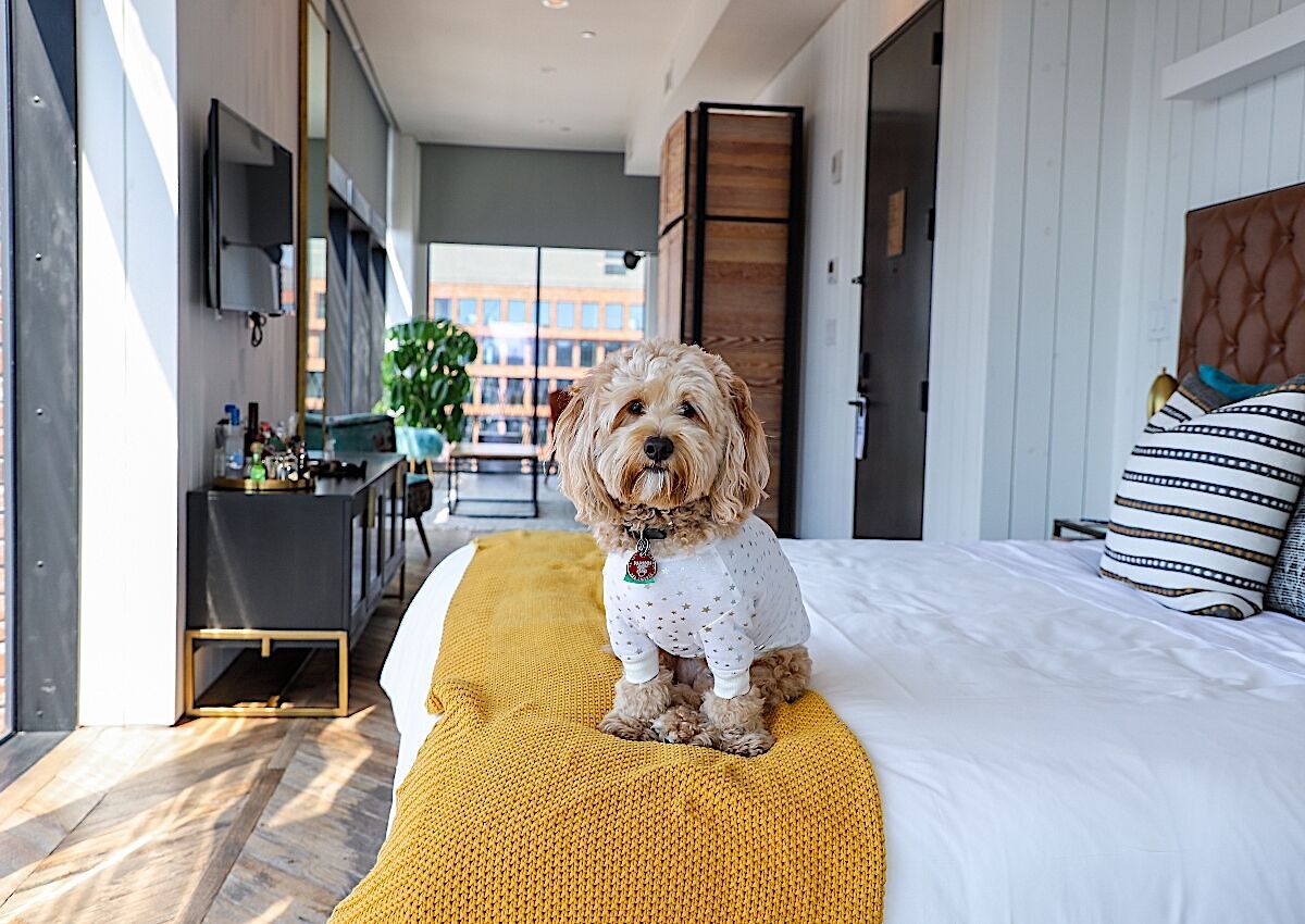 10 Pet Friendly Hotels In The Us With