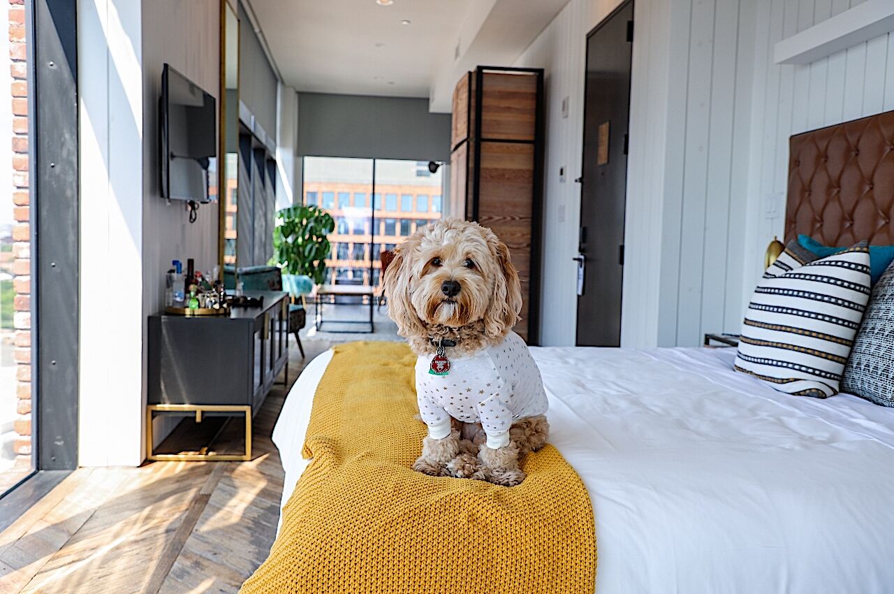 Cute dog in jumper on bed in The Willamsberg hotel a pet friendly hotel in New York City 