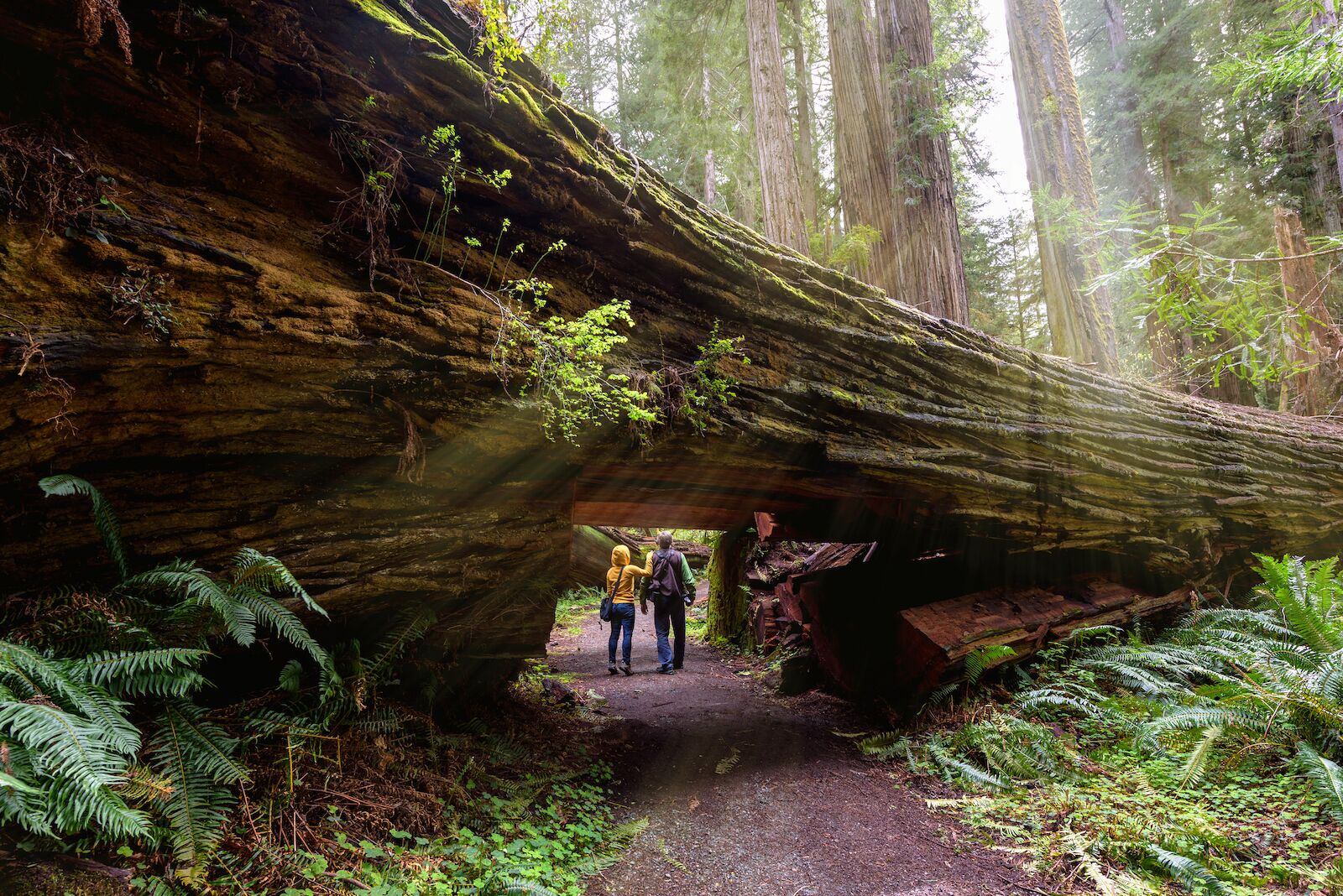 redwood-national-park-tallest-trees-in-california