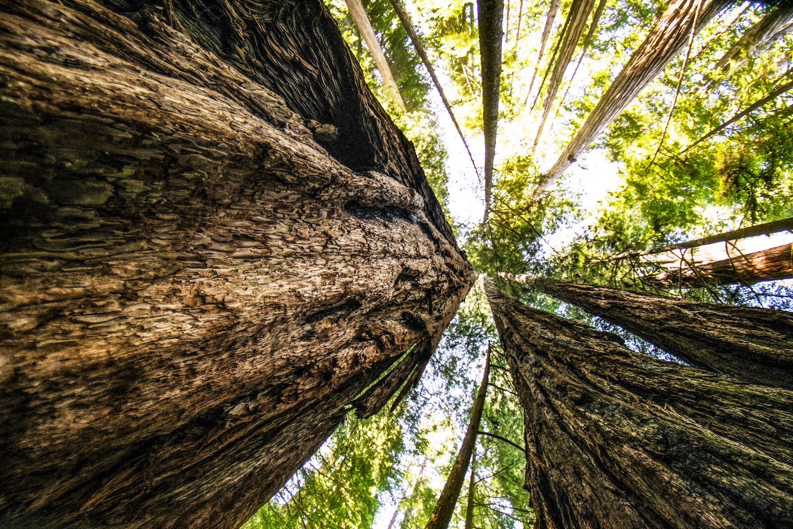 redwoods-tallest-trees-in-california