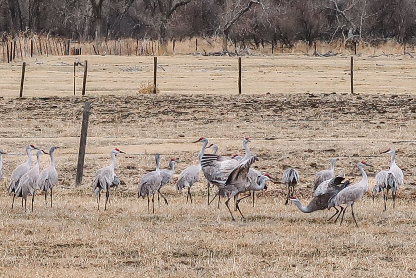 dancing sandhill cranes in nebraska