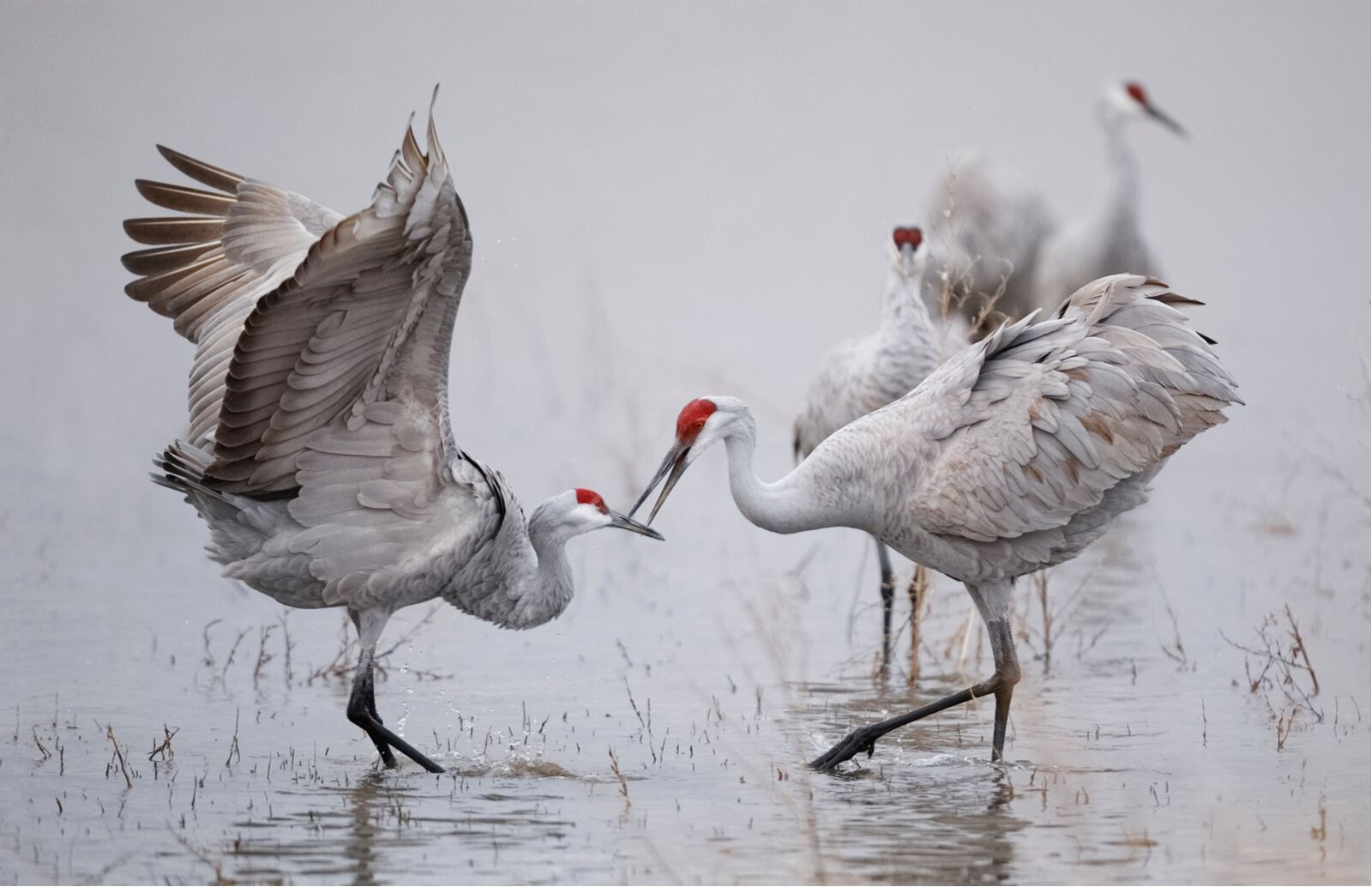 sandhill cranes dancing and trying to mate