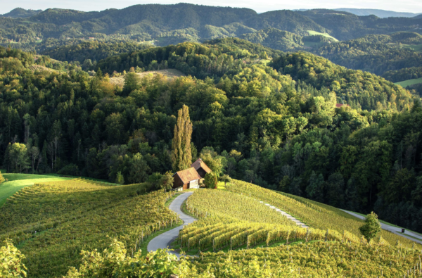 wine field slovenia