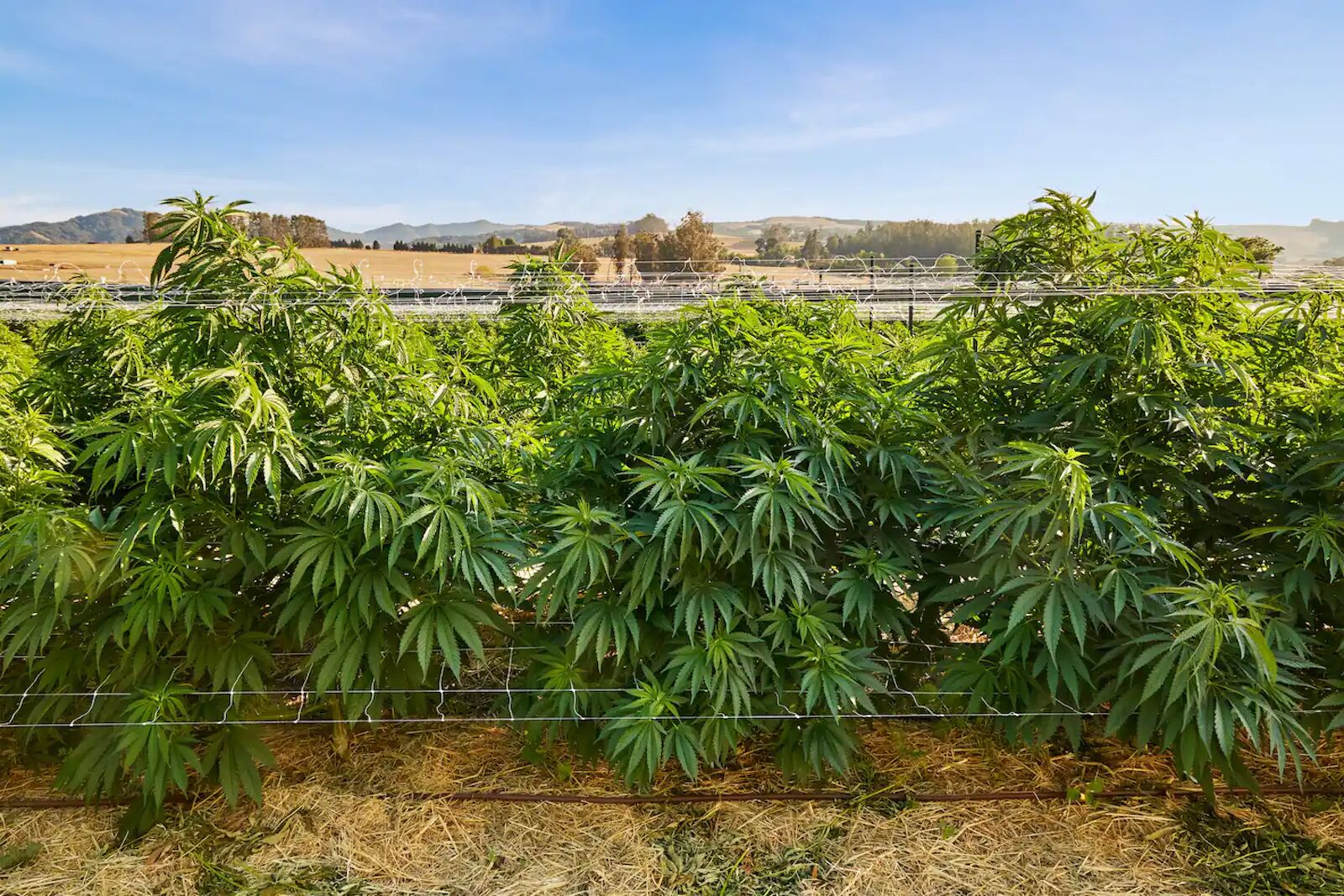 cannabis plants at sonoma hills cannabis