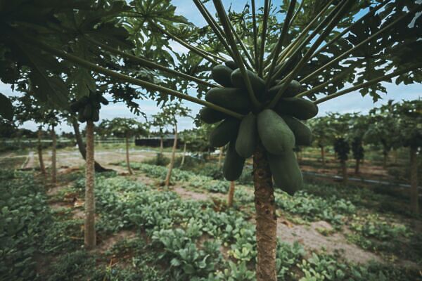 thoddoo farm papaya tree